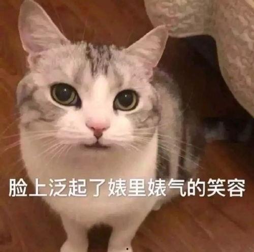 娱乐吃瓜君猫爷,揭秘娱乐圈那些不为人知的幕后故事