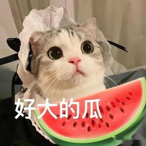 娱乐吃瓜君 折耳猫,折耳猫的神秘魅力与争议