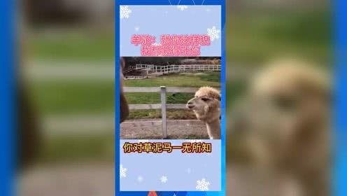 愉悦娱乐吃瓜群众,吃瓜群众眼中的娱乐圈风云