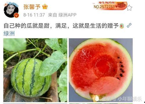 娱乐公司吃瓜,揭秘吃瓜背后的娱乐公司秘密