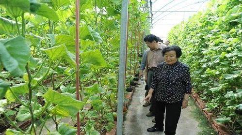 娱乐圈吃瓜呆头鹅是谁,揭秘其真实身份与幕后故事