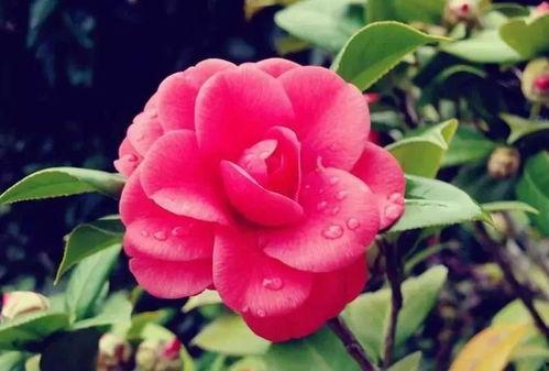 娱乐吃瓜酱山茶花,揭秘山茶花的神秘魅力