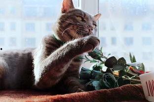 玩滑梯的猫咪娱乐吃瓜酱,吃瓜酱的欢乐时光