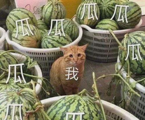 哪里可以吃娱乐圈瓜,揭秘明星们的幕后故事与幕后美食